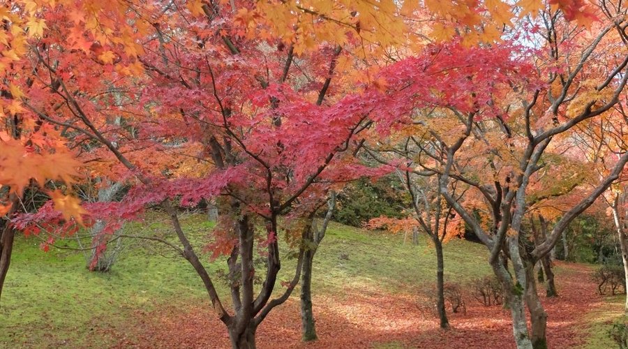 もみじの小川。