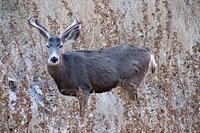 Zion's Main Canyon (Zion National Park) - All You Need to Know BEFORE ...