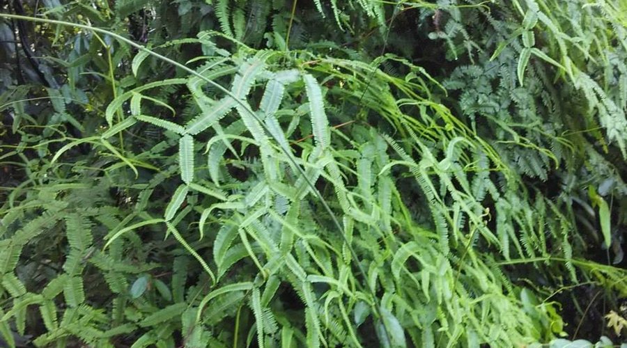 Lush Tropical ferns dotted the trail