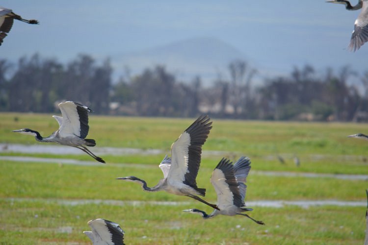 Amboseli National Park image