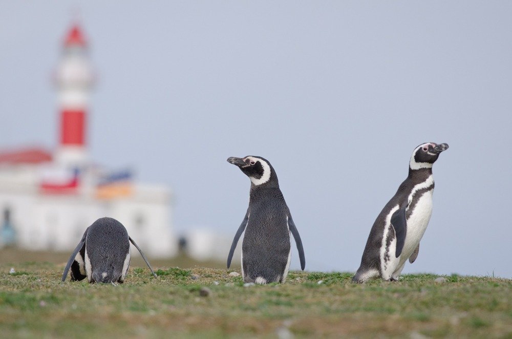  A Patagonia Wildlife Safari Adventure - Visiting Magdalena Island Penguin Colony