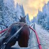 Killarney Carriage Rides