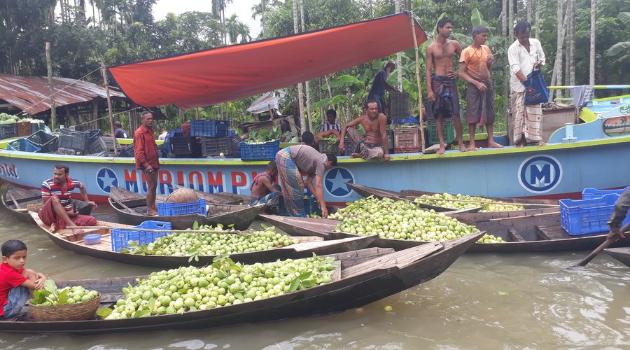 People are buying and selling ripe guava a other local fruits.