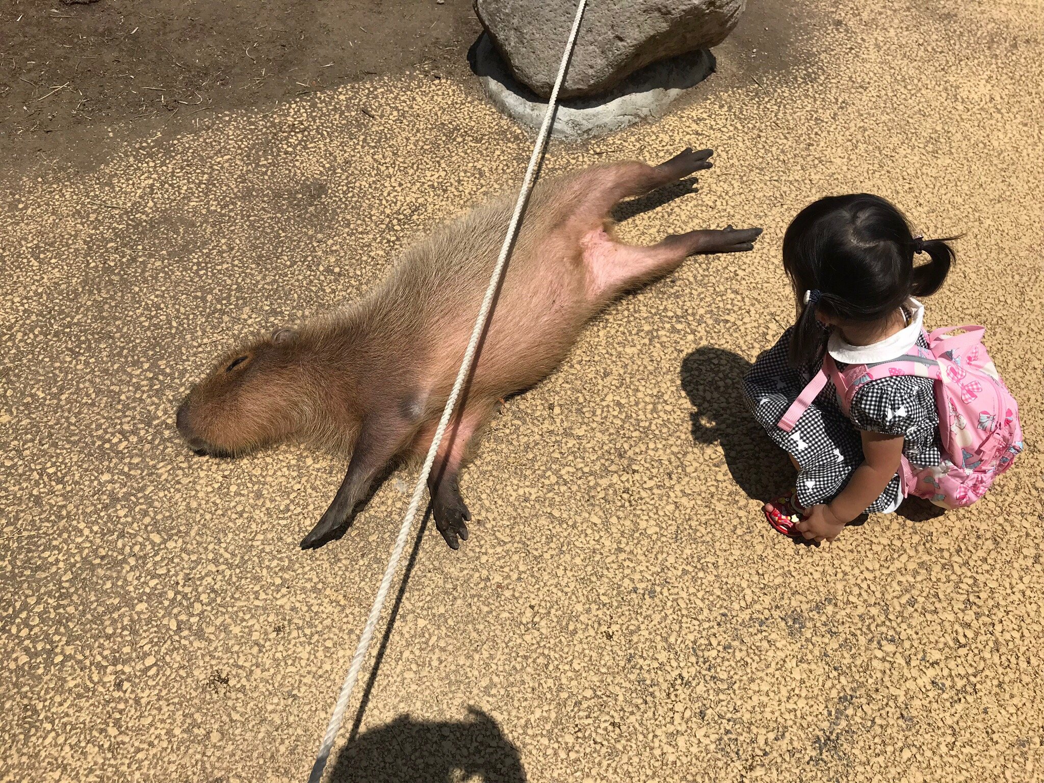 Capybara Garden - All You Need to Know BEFORE You Go (with Photos)