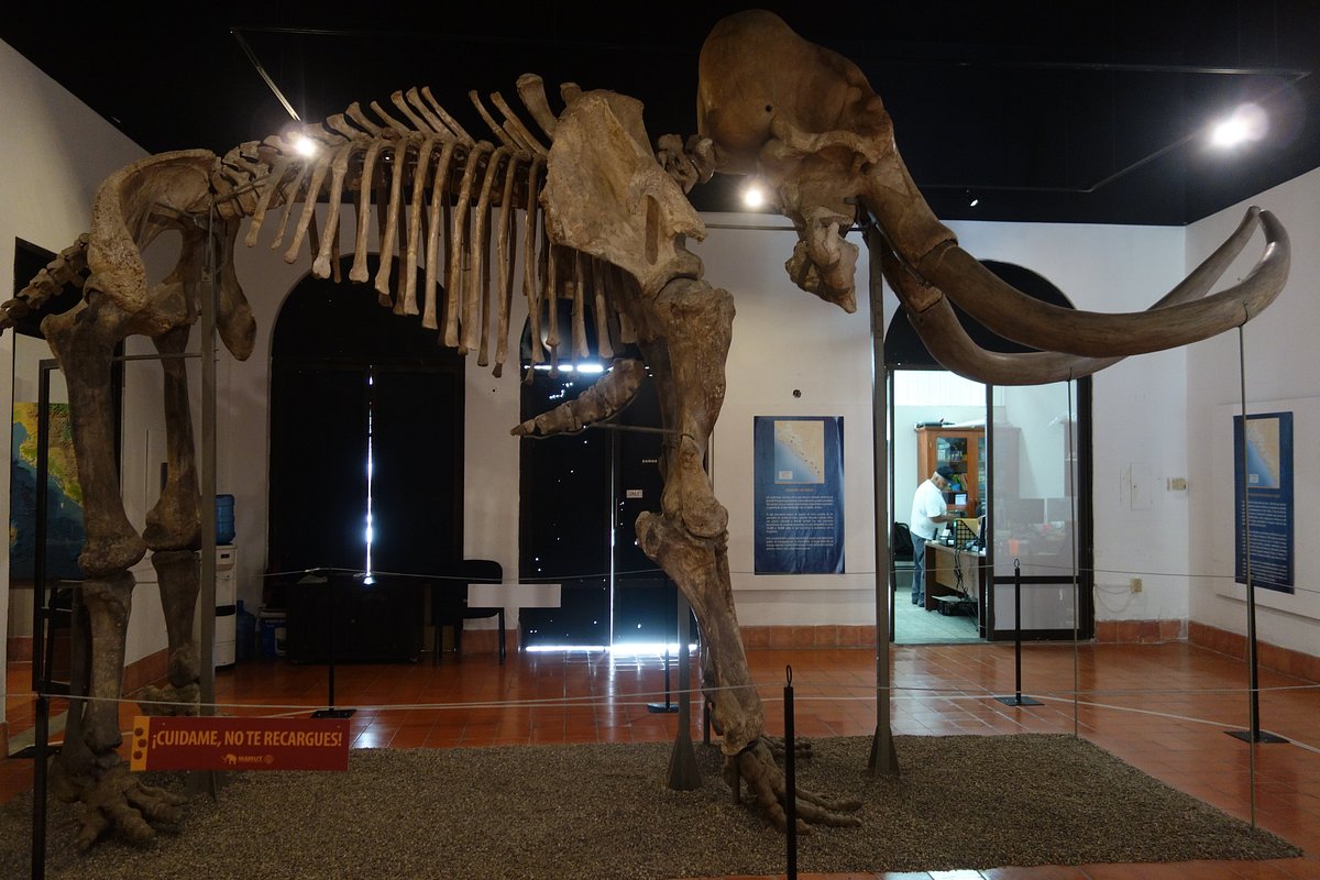 Museo Arqueologia (Mazatlan) - All You Need to Know BEFORE You Go