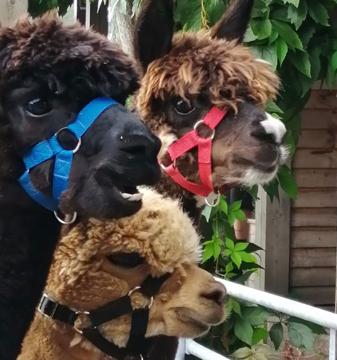 rack-and-ruin-alpacas-chester-all-you-need-to-know