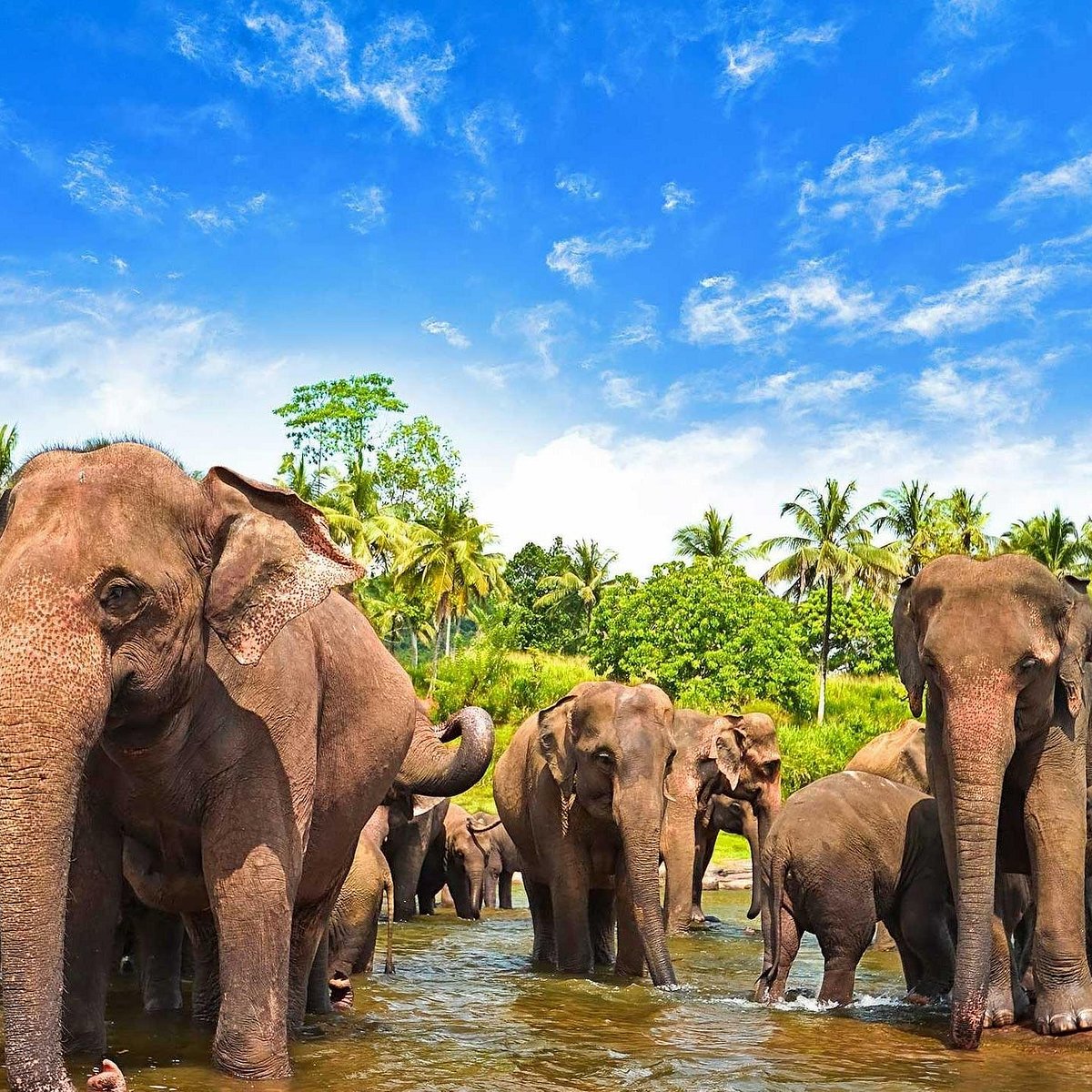 Шри ланка площадь острова. Пиннавела Шри Ланка. Слоновий питомник Шри Ланка. Шри Ланка приют Пиннавела. Питомник слонов на Шри Ланке.