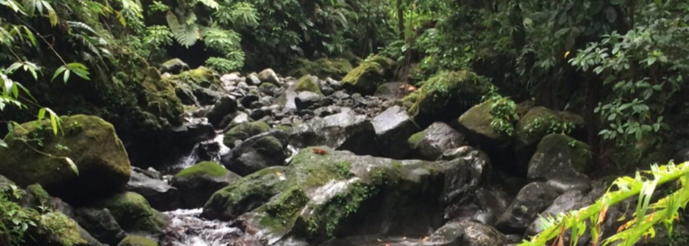 Cascades, iguane, arbre du voyageur