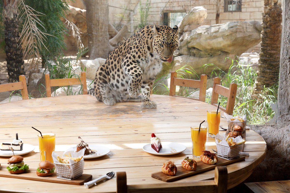 Lunch With Leopards | Things to do in Abu Dhabi