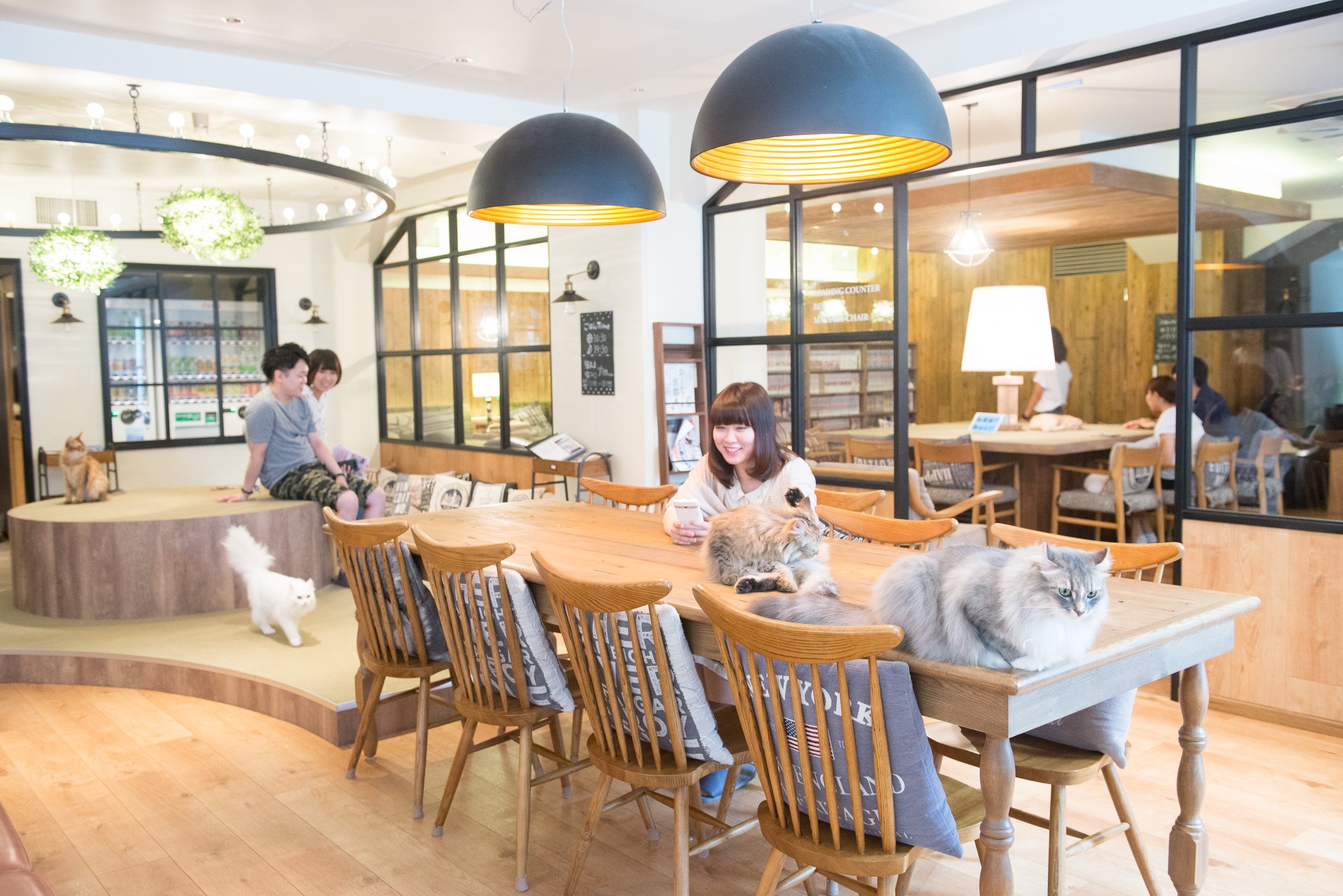 猫カフェMOCHA 渋谷センター街店（東京