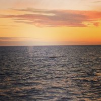 2023 Dolphin and Whale Watching Sunset Cruise