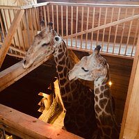 The life size giraffes