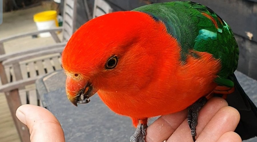 Hello birdie