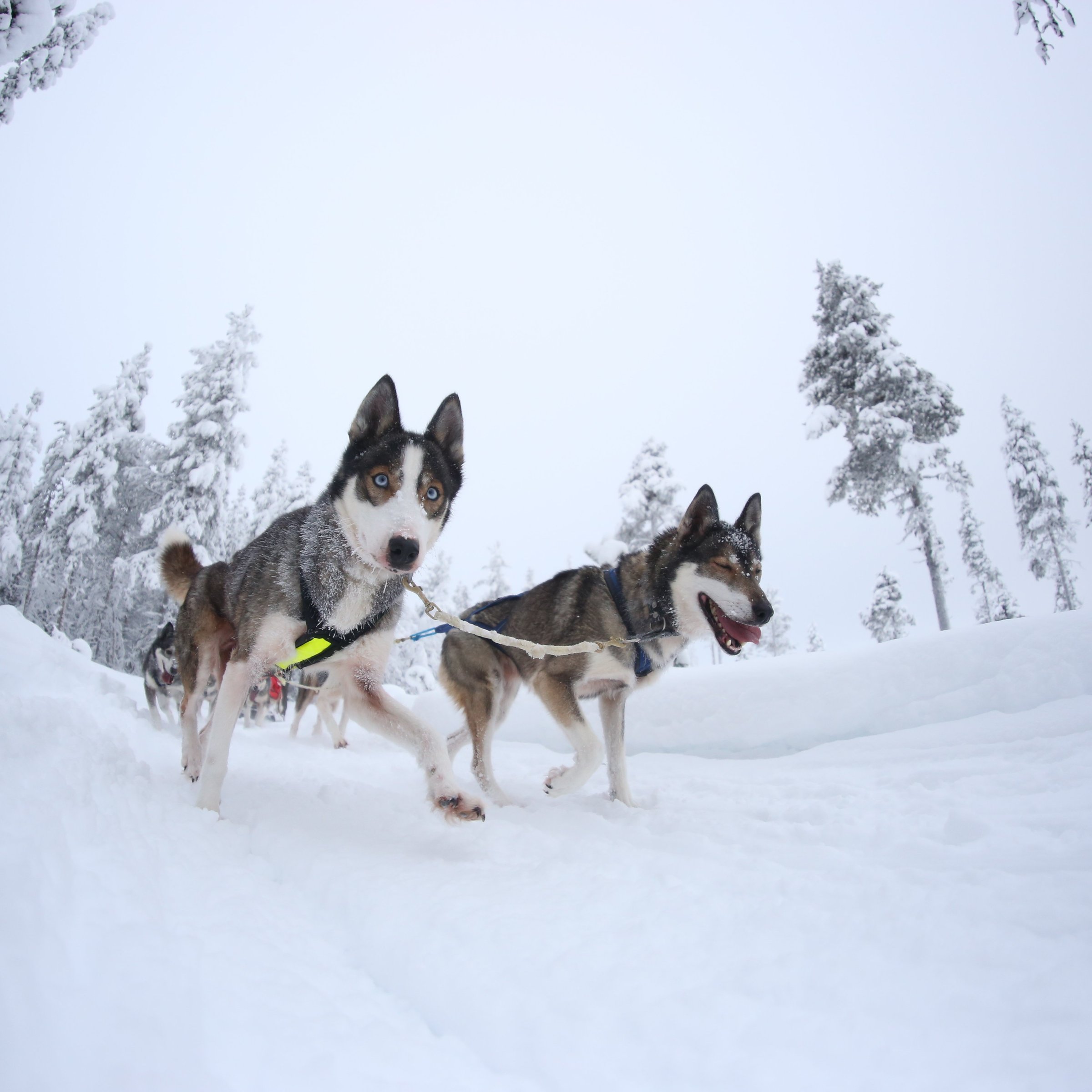 Tundra Huskies Huskyfarm - All You Need to Know BEFORE You Go (2024)