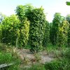Pepper Farm Phu Quoc