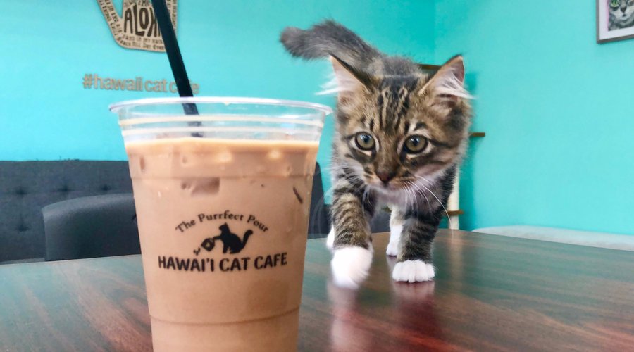 My Little Day paper straws - mini felines