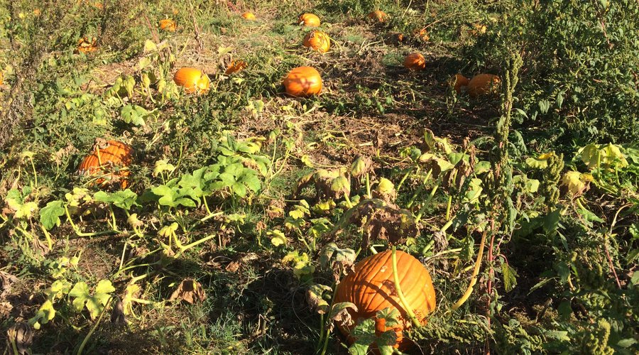 This is the 2019 pumpkin patch.  All pumpkins are grown here in the field.