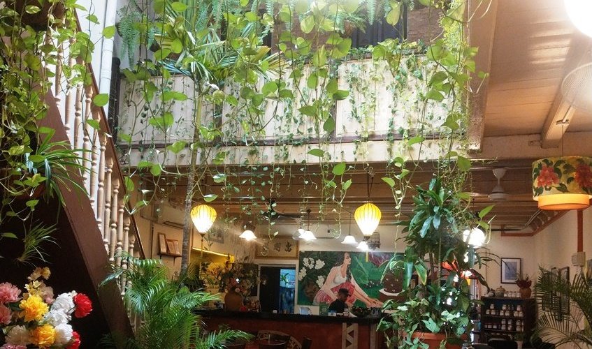 Wild Coriander Melaka