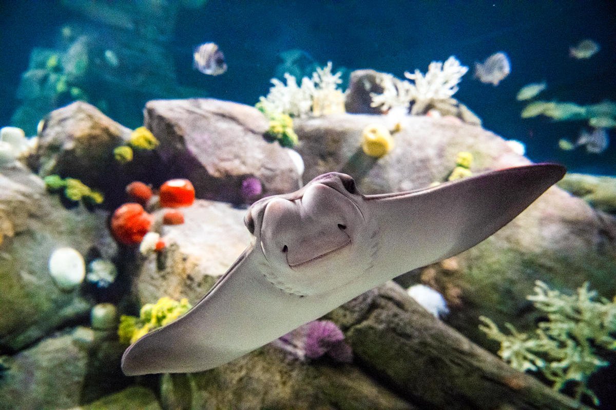 new-york-aquarium-brooklyn-2023-what-to-know-before-you-go