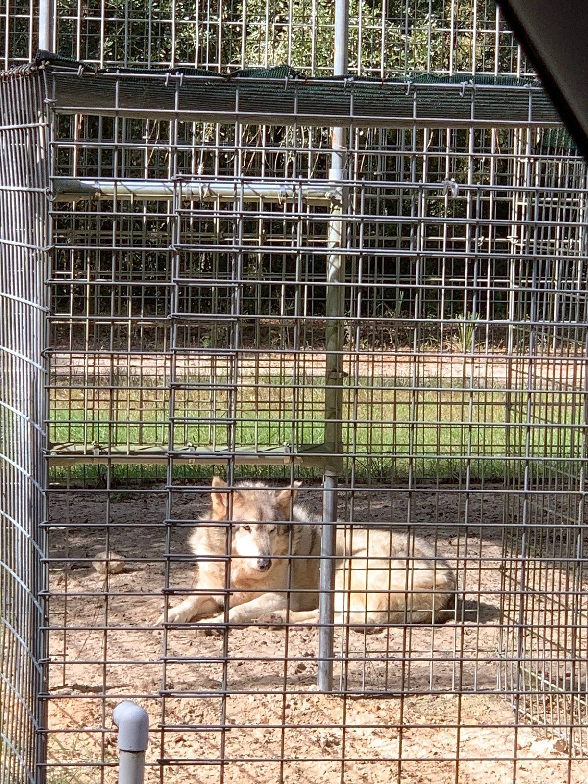 Forest Animal Rescue (Silver Springs) - All You Need to Know BEFORE You Go Forest Animal Rescue (Silver Springs) - All You Need to Know BEFORE You Go