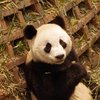 Xing Tang
