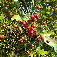 Wild Berries.
