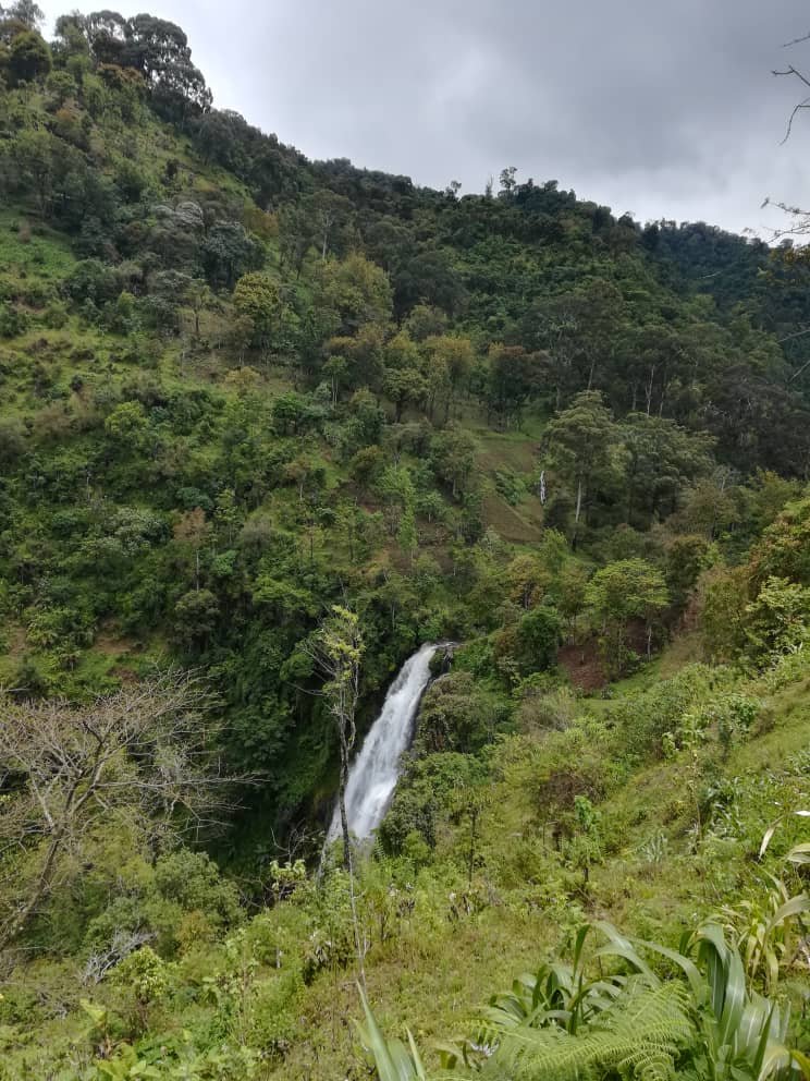 MATERUNI COFFEE WATERFALLS TRAIL Moshi Qu SABER antes de ir