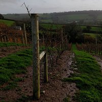 Beautiful scenery-south facing slope with wide vines maximise the sunshine to allow picking to take place in October
