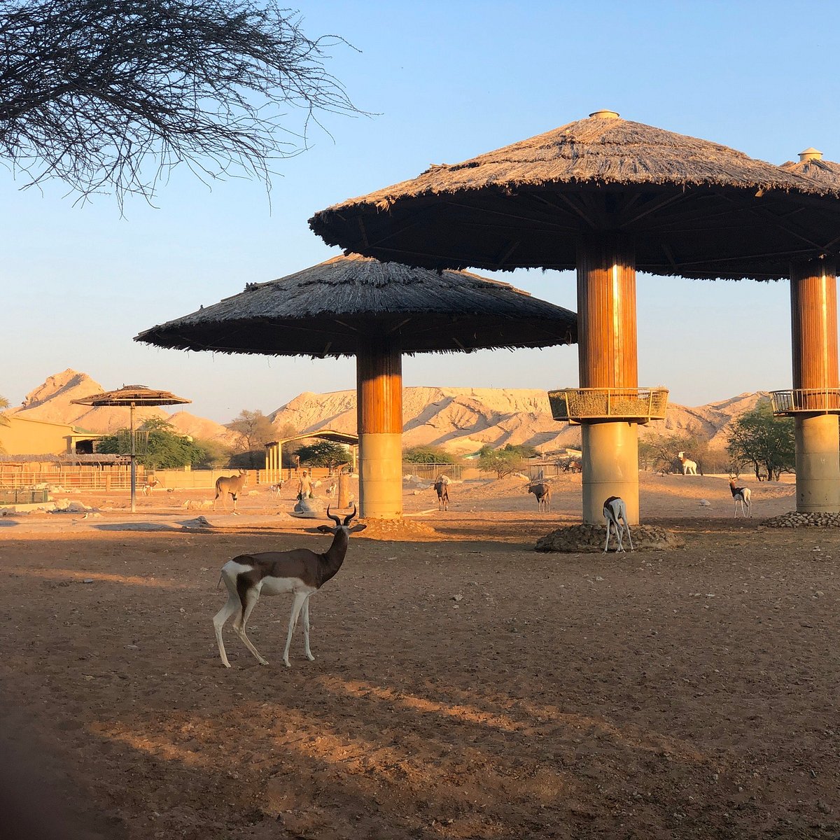 Al ain zoo