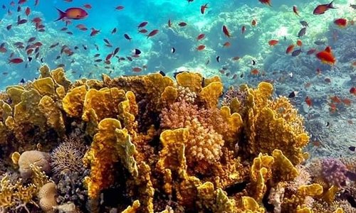 Magna Red Sea  +966532135152
