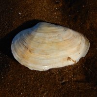 THURSTASTON BEACH - All You Need to Know BEFORE You Go