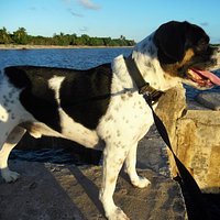 pup on the pier