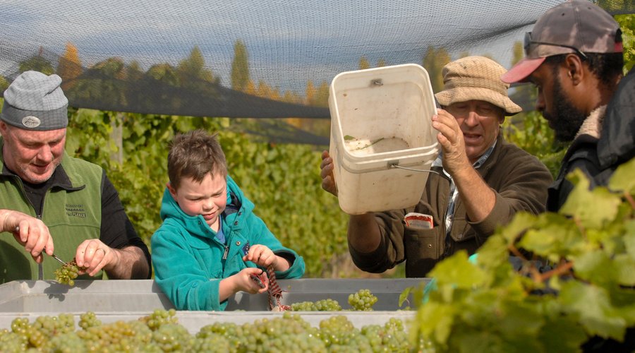 Harvest time at the vineyard - the whole family gets involved