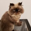 snortymcpoof