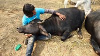 Animal Aid Unlimited (Udaipur) - All You Need to Know BEFORE You Go Animal Aid Unlimited (Udaipur) - All You Need to Know BEFORE You Go