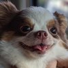 Wawa Chi Chi