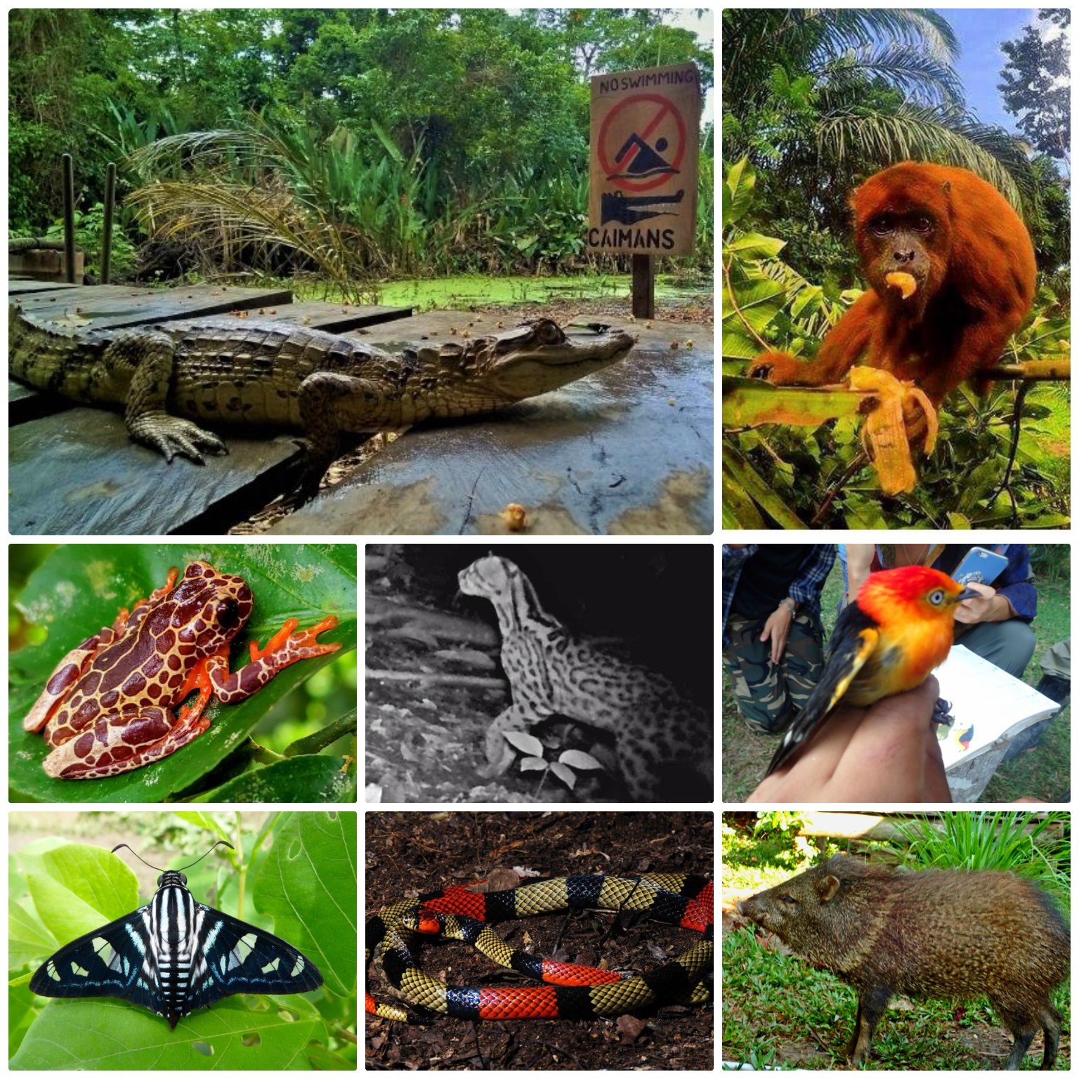 Panthera sanctuary shop