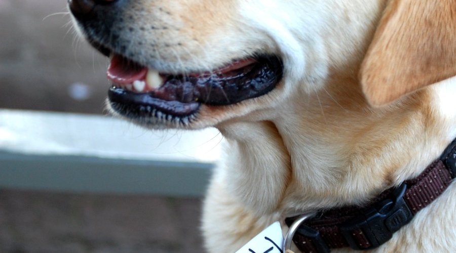 Well behaved pets are very welcome at cafe Roux...