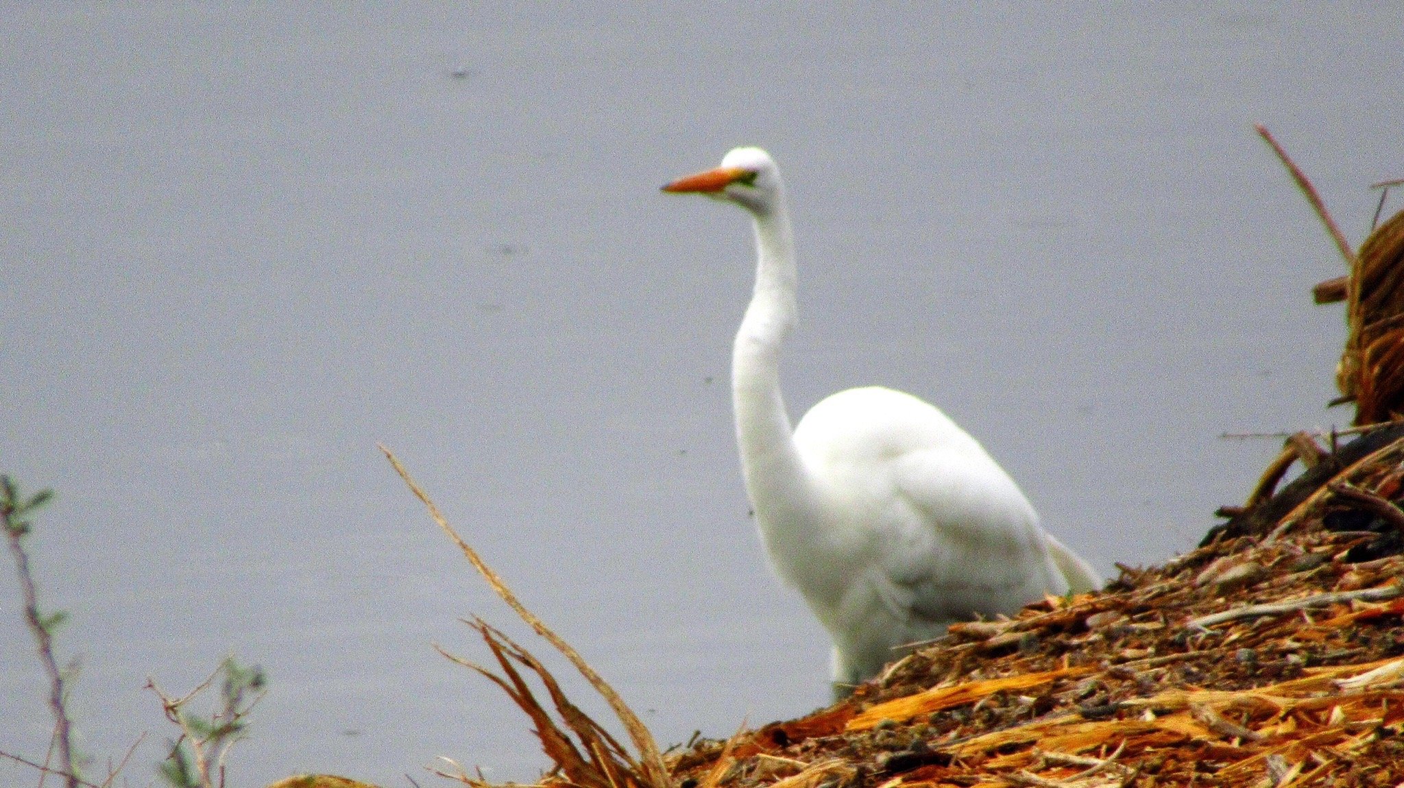 Henderson Bird Viewing Preserve All You Need to Know BEFORE You Go 2024