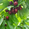 Cheeki Cherries