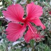 nefer t