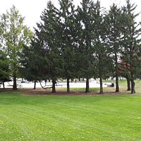 Pine trees