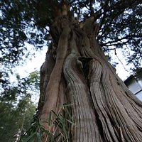 光秀寺:カヤの巨木