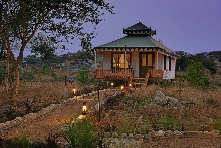 jawai leopard safari pali