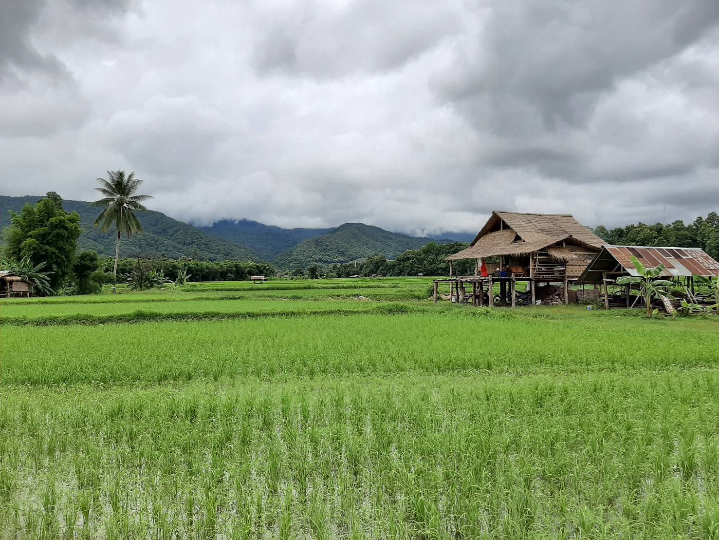 Daidib Daidee Permaculture Thailand Pua Tutto Quello Che Cè Da Sapere