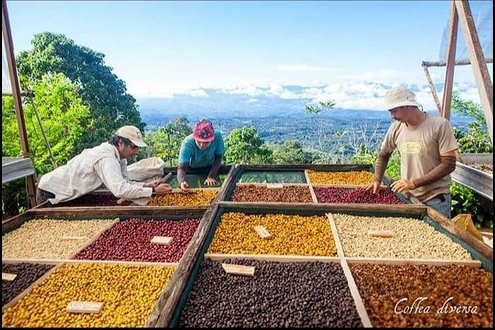 Coffea Diversa Plantation image