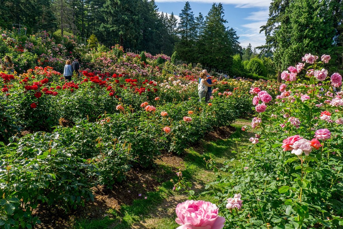 International Rose Test Garden - All You Need to Know BEFORE You Go (2024)
