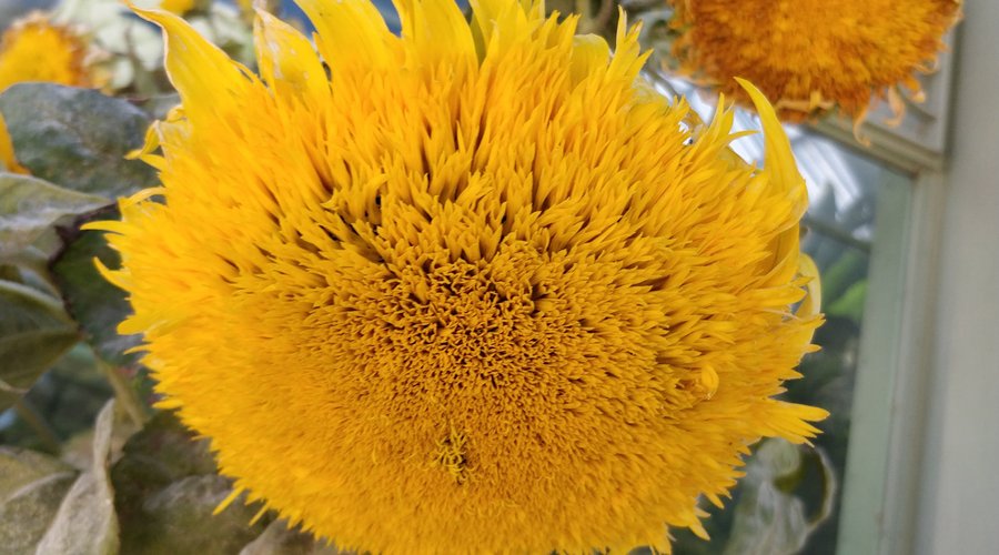 Jardin Botanique