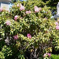 Carr Villa Flowers 2