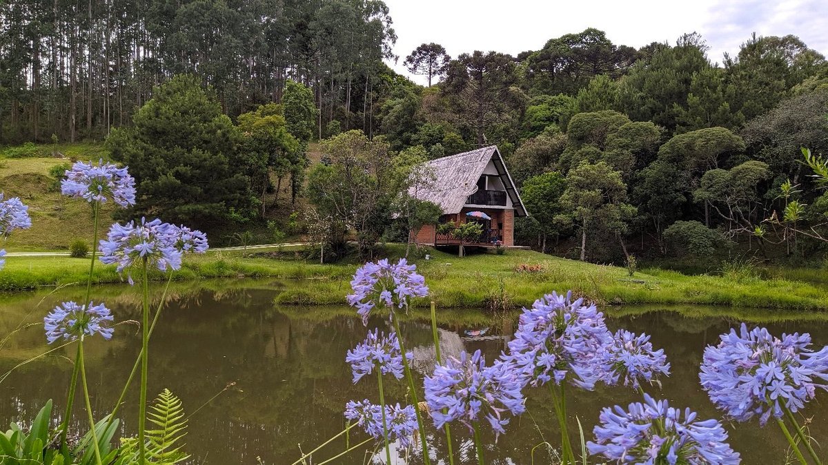 Home - COSB // Clube Ornitofílico de São Bento do Sul e Rio Negrinho